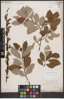 Foto von Salix caprea L. x Salix cinerea L.
